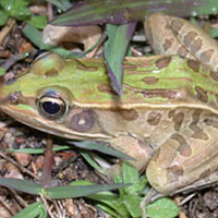 Leopord Frog
