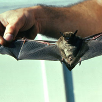 Little Brown Bat