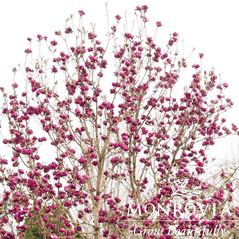 Magnolia Black Tulip