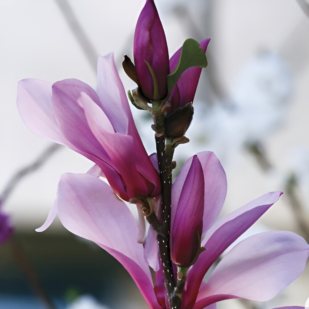 Magnolia Japanese Ann