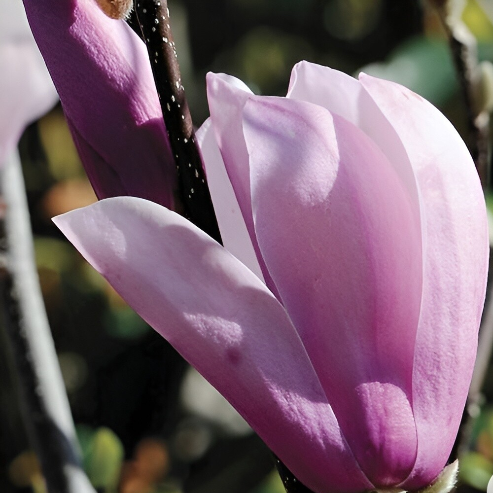 Magnolia Japanese Jane