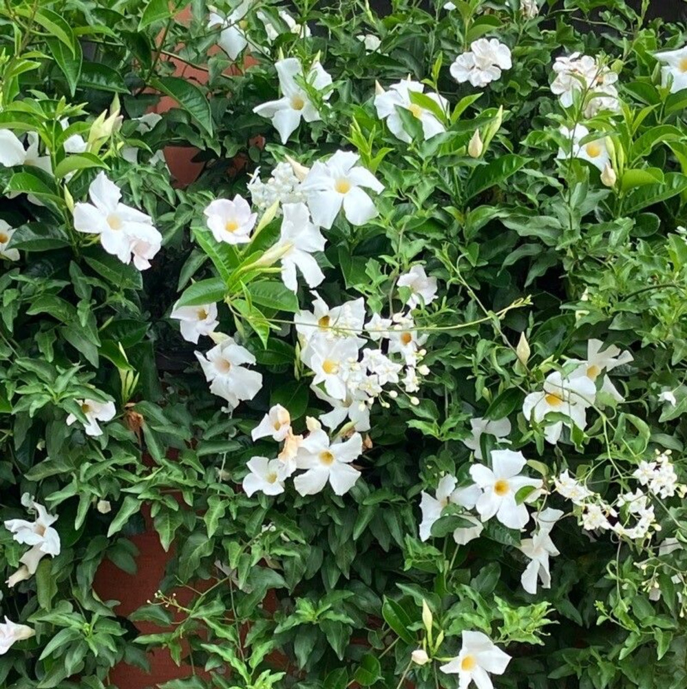 Mandevilla