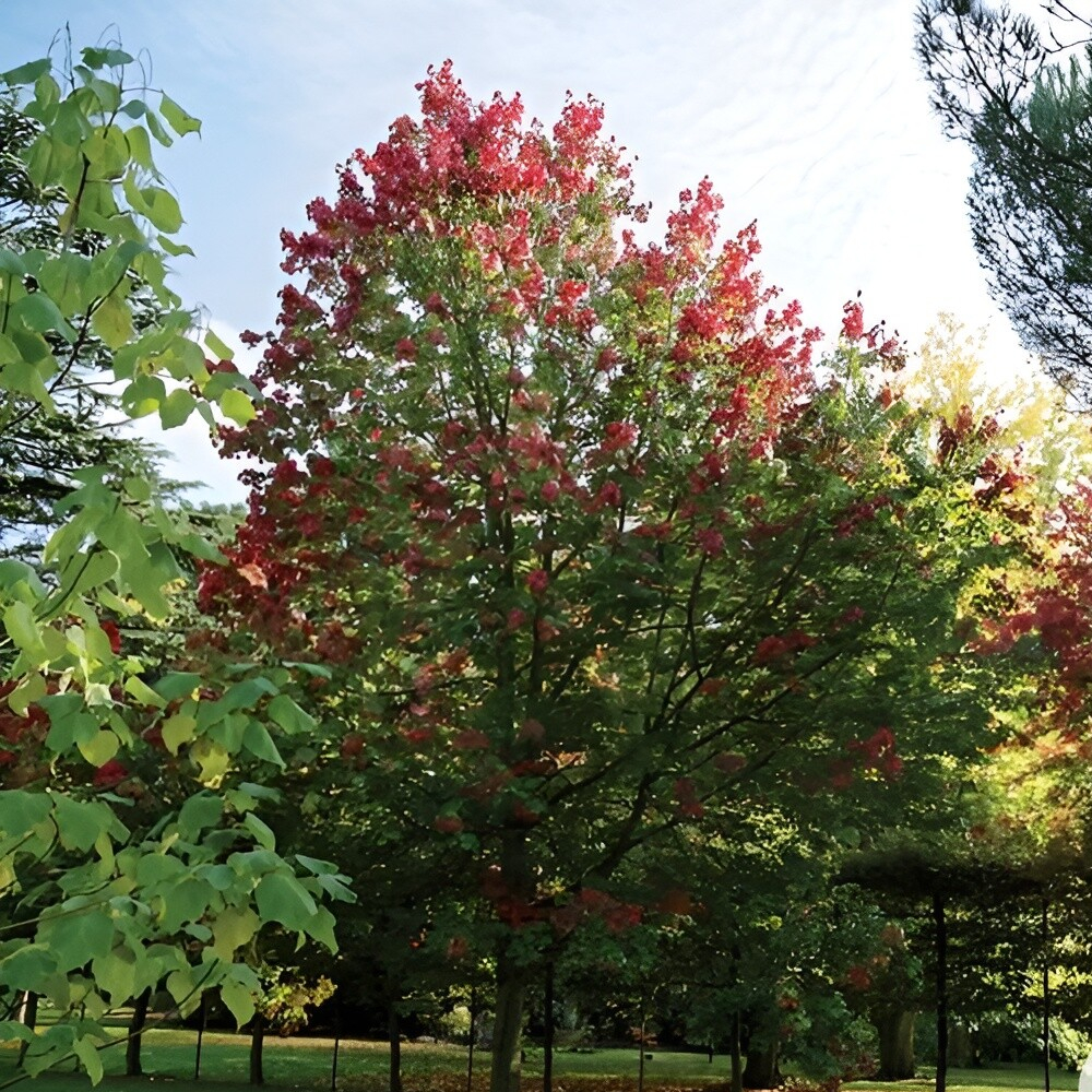Maple Red October Glory
