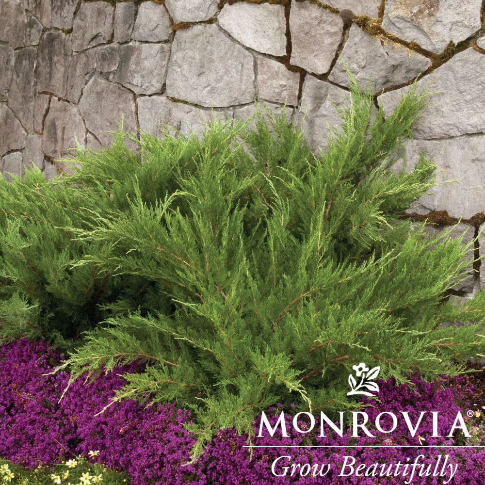 Topiary Mint Julep Capri