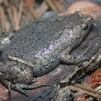 Narrowmouth Toad