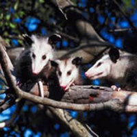 Opossum
