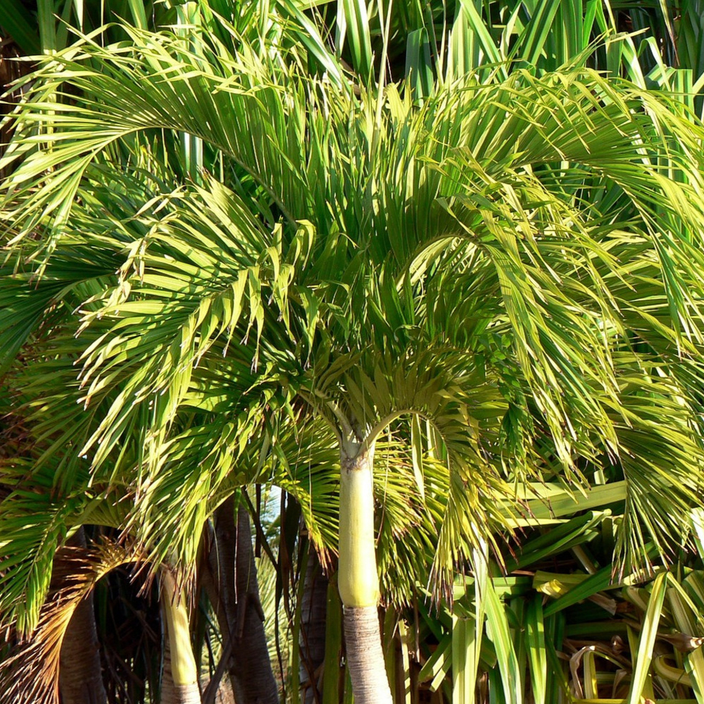 Palm Adonidia