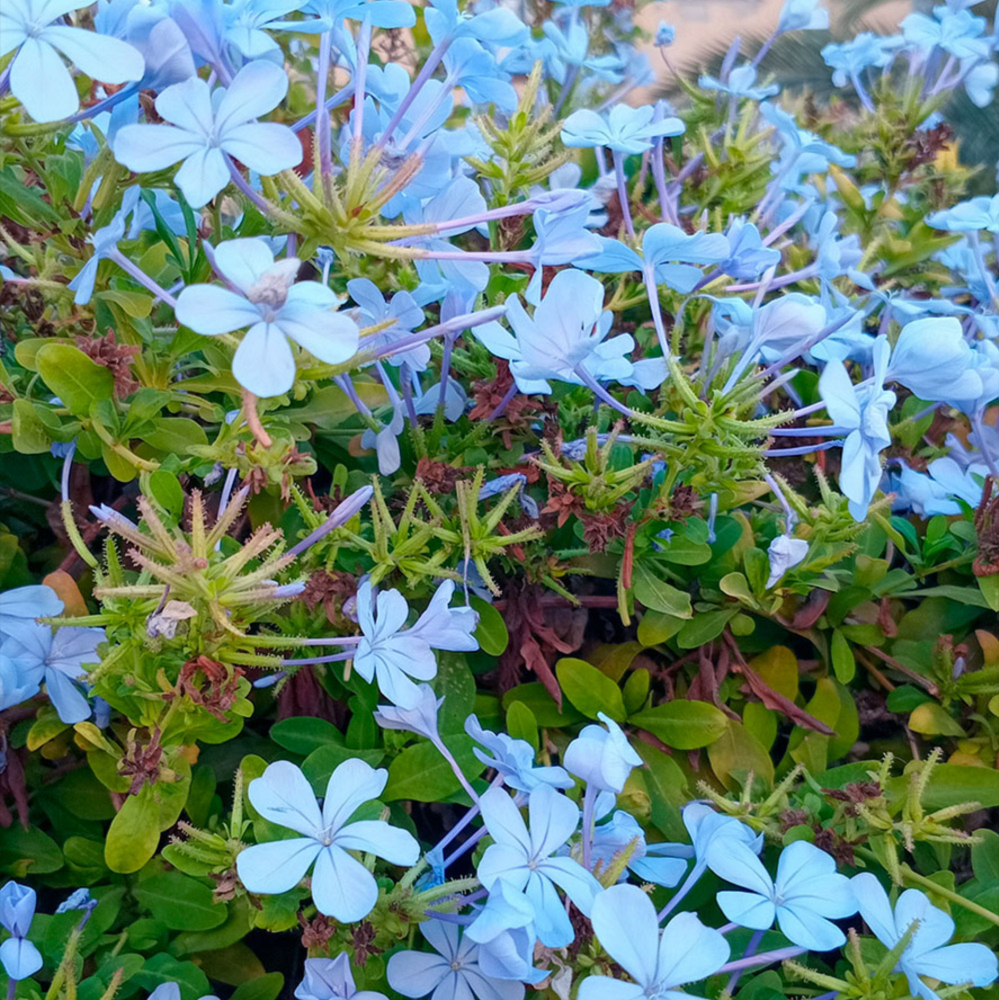 Plumbago