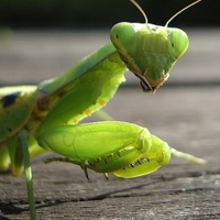 Praying Mantis