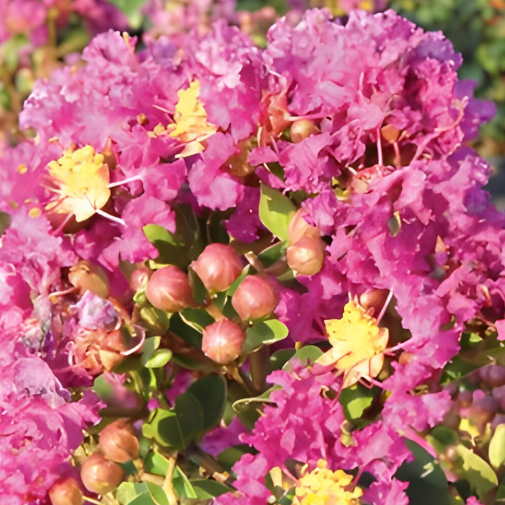 Crape Myrtle Purple Magic