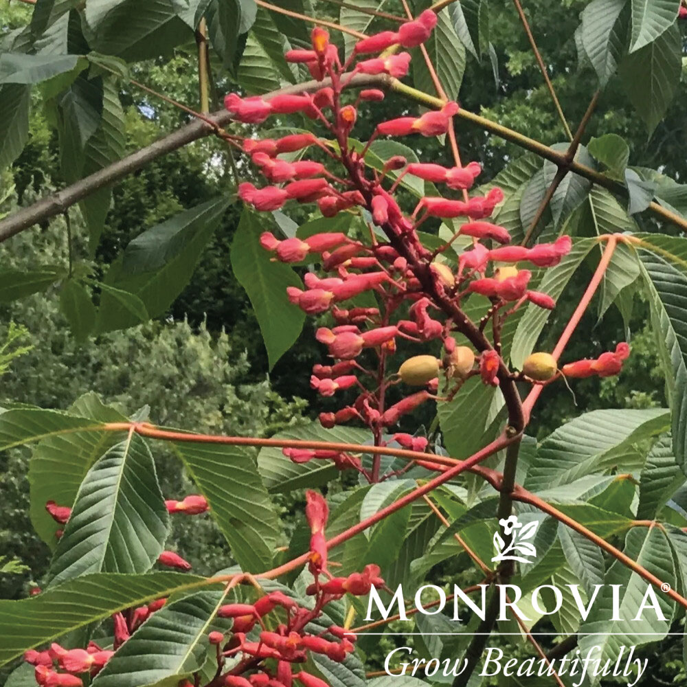 Red Buckeye