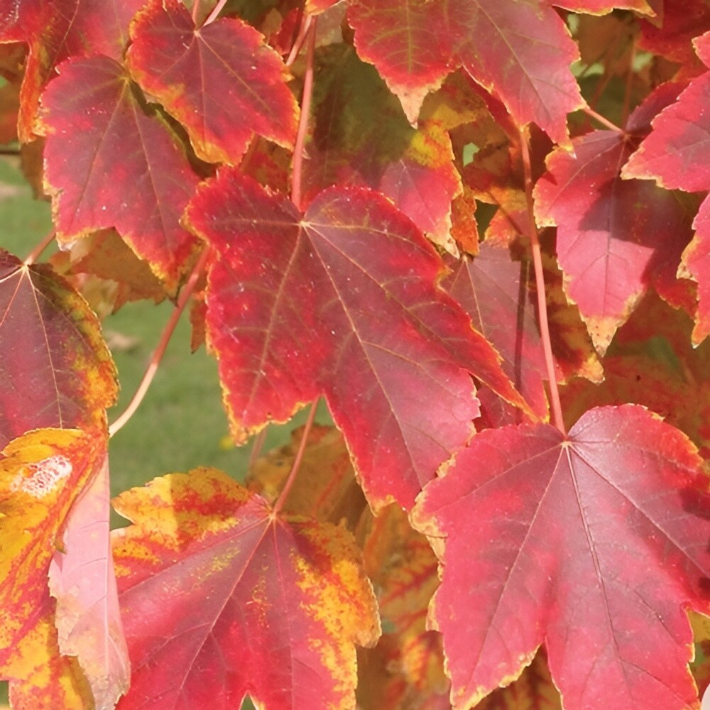 Maple, Red Brandywine