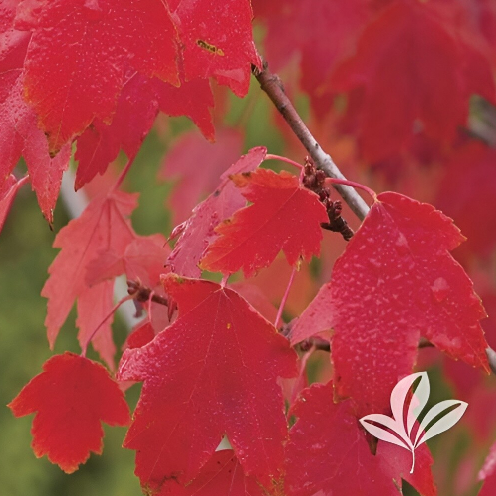 Maple Red Sun Valley