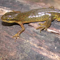 Red Newt