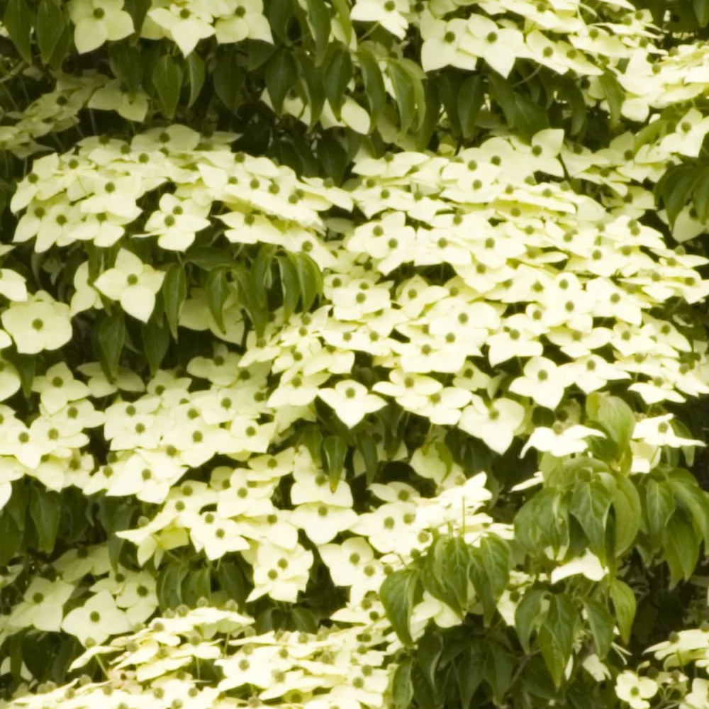 Dogwood Empress of China