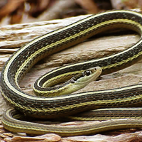 Ribbon Snake