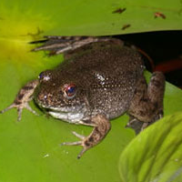 River Frog