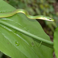 Rough Green Snake