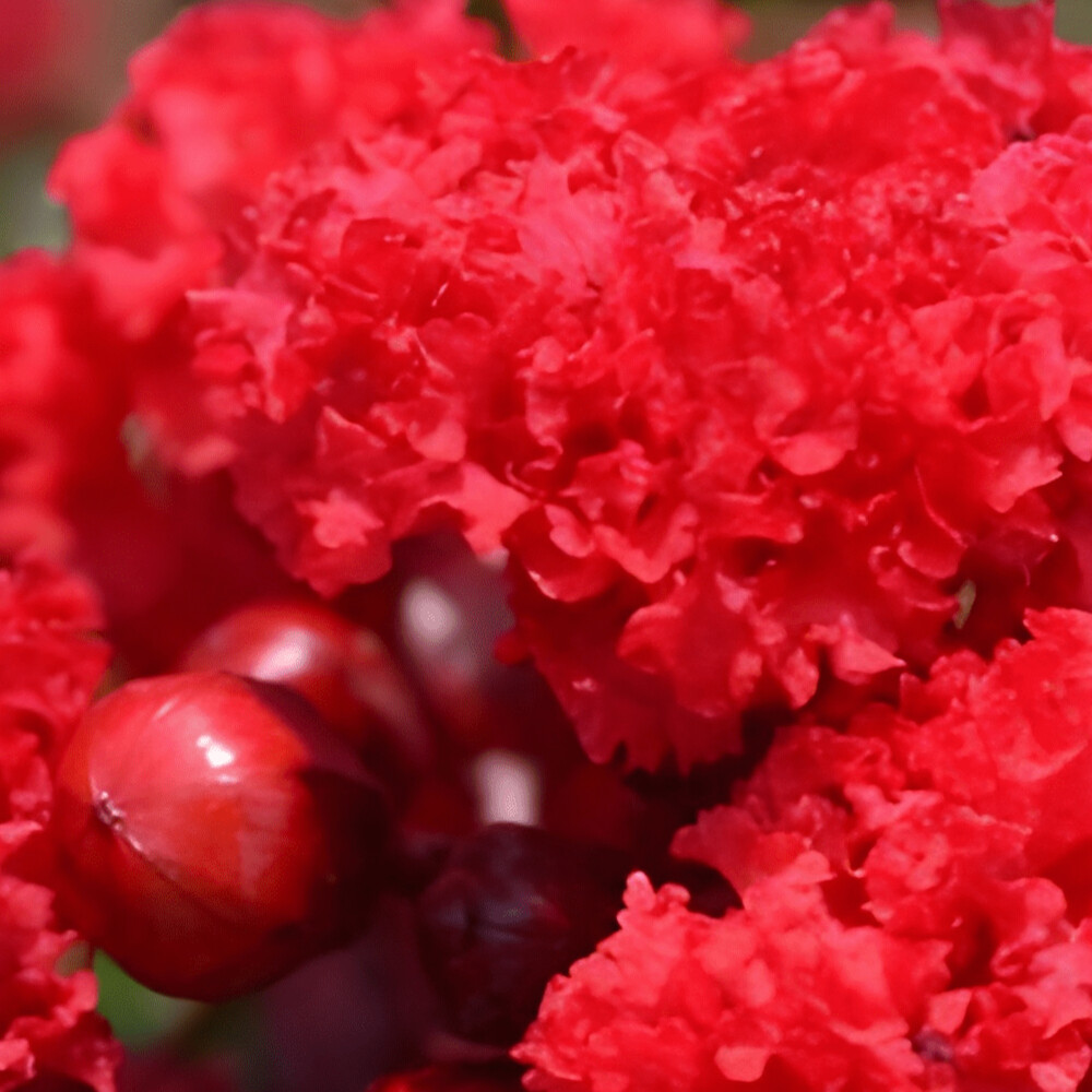 Crape Myrtle Red Magic