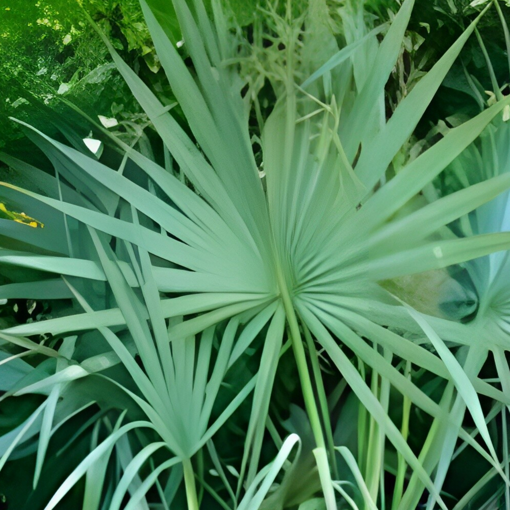Palm Sabal Minor