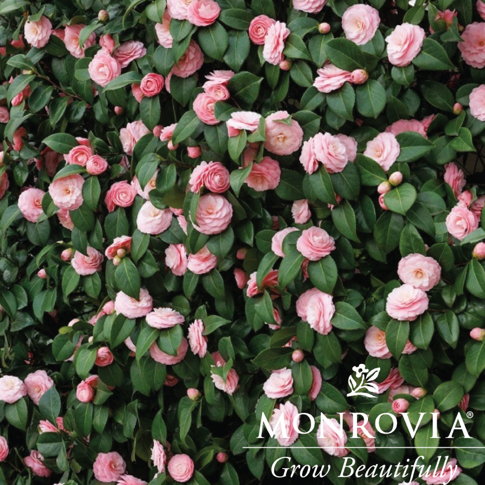 Sasanqua Winter's Star™