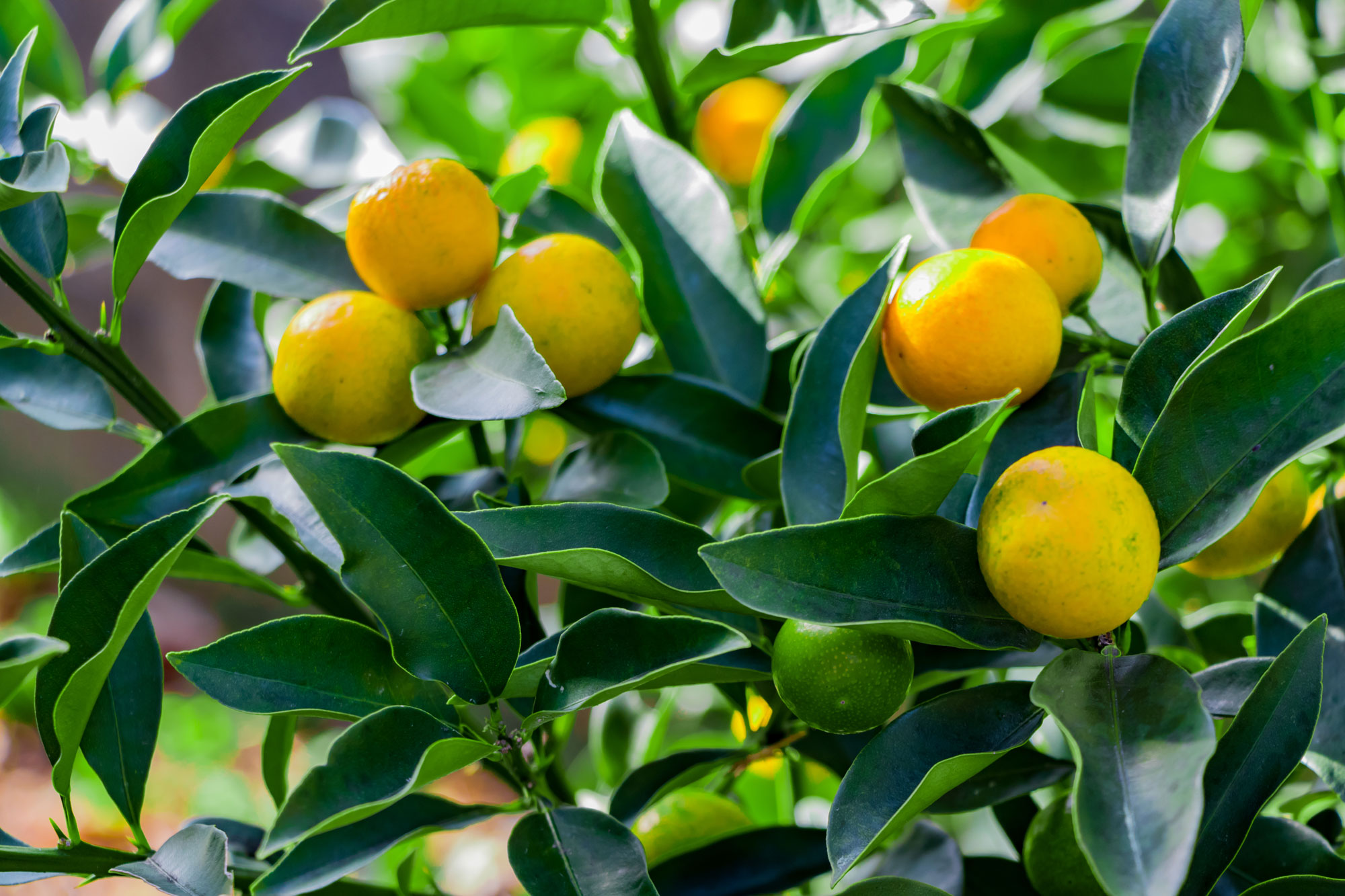 Caring for Citrus Plants