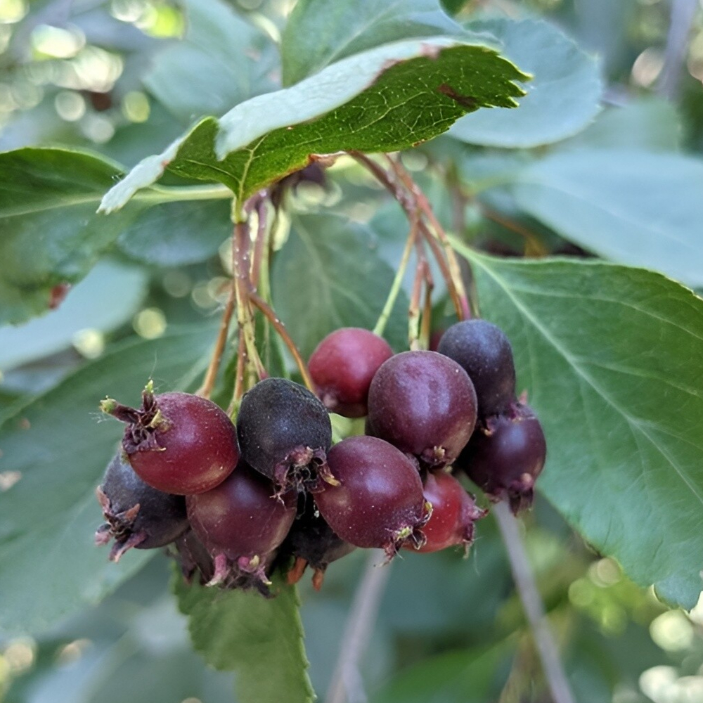 Serviceberry