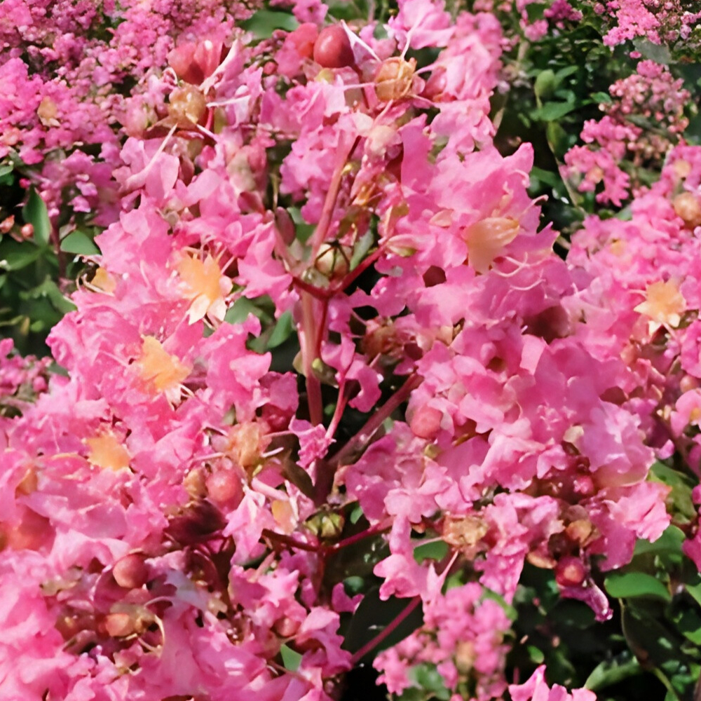 Crape Myrtle Sioux