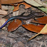 Southeaster Skink