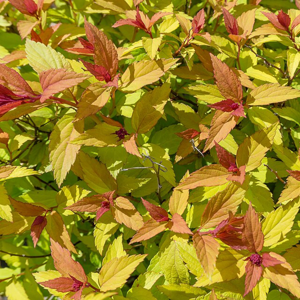 Spirea Rainbow Fizz