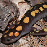 Spotted Salamander