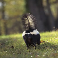 Stripedskunk