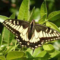 Swallowtail