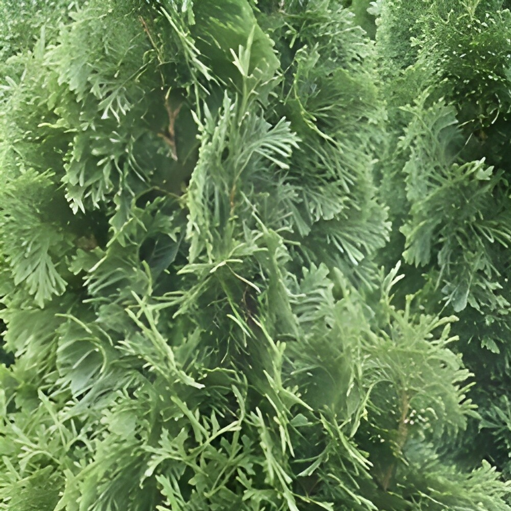 Thuja Degroots Spire