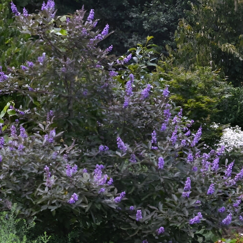 Vitex Flip Side