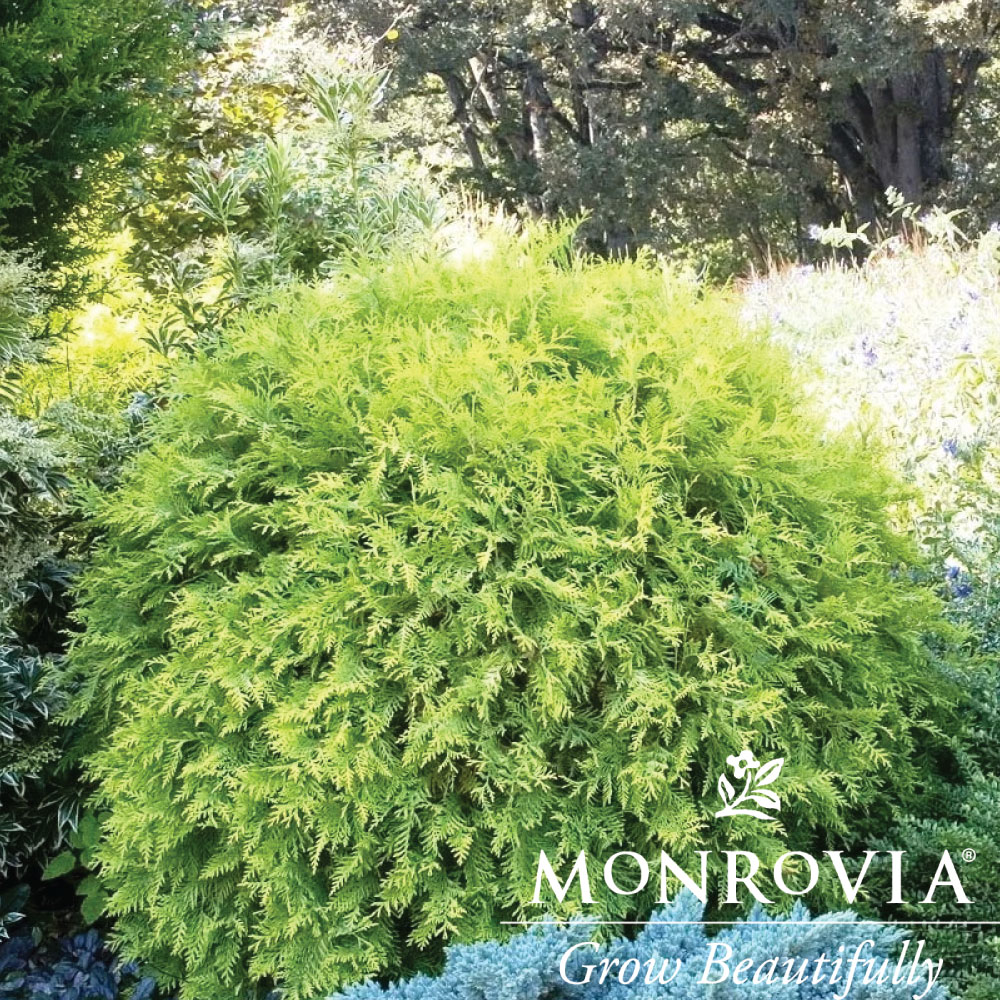 Thuja Globe