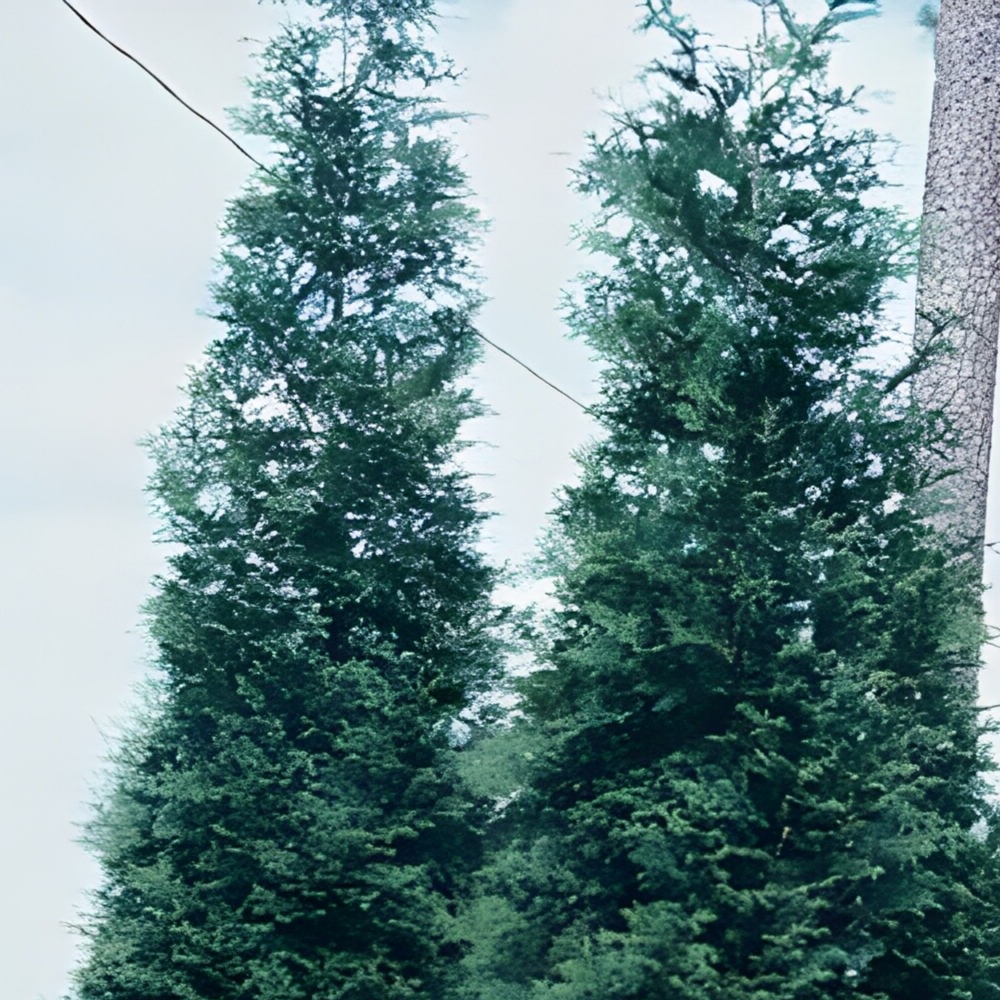 Arborvitae Green Giant