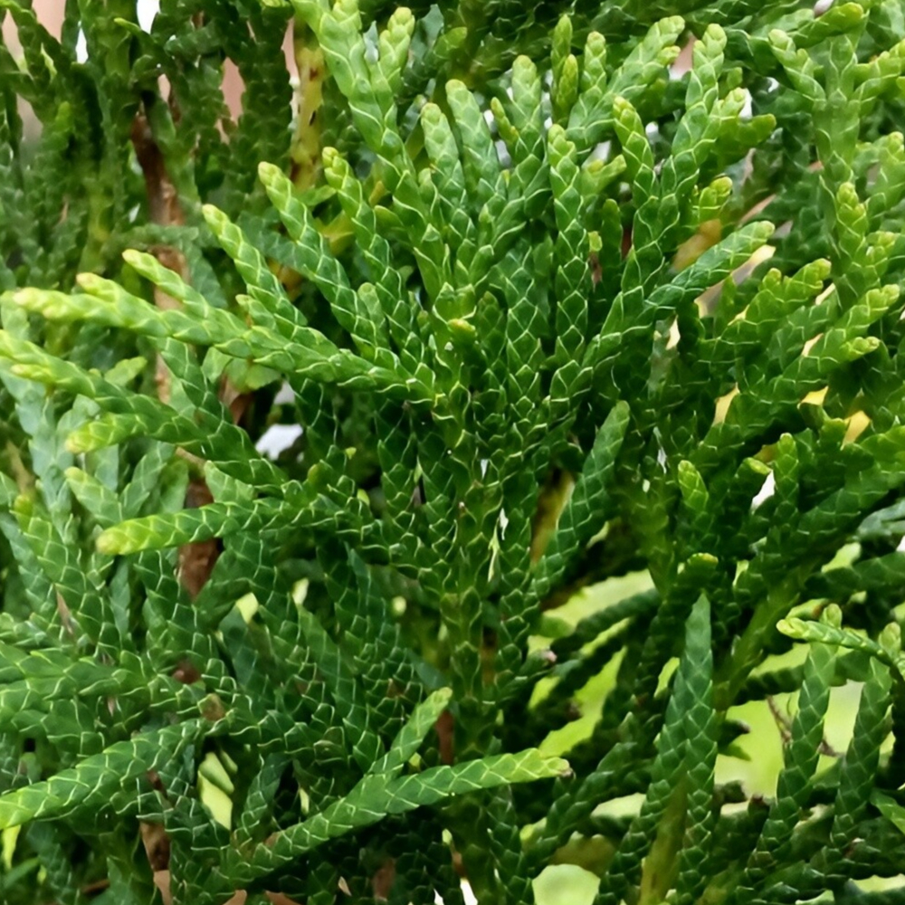 Thuja Holmstrup
