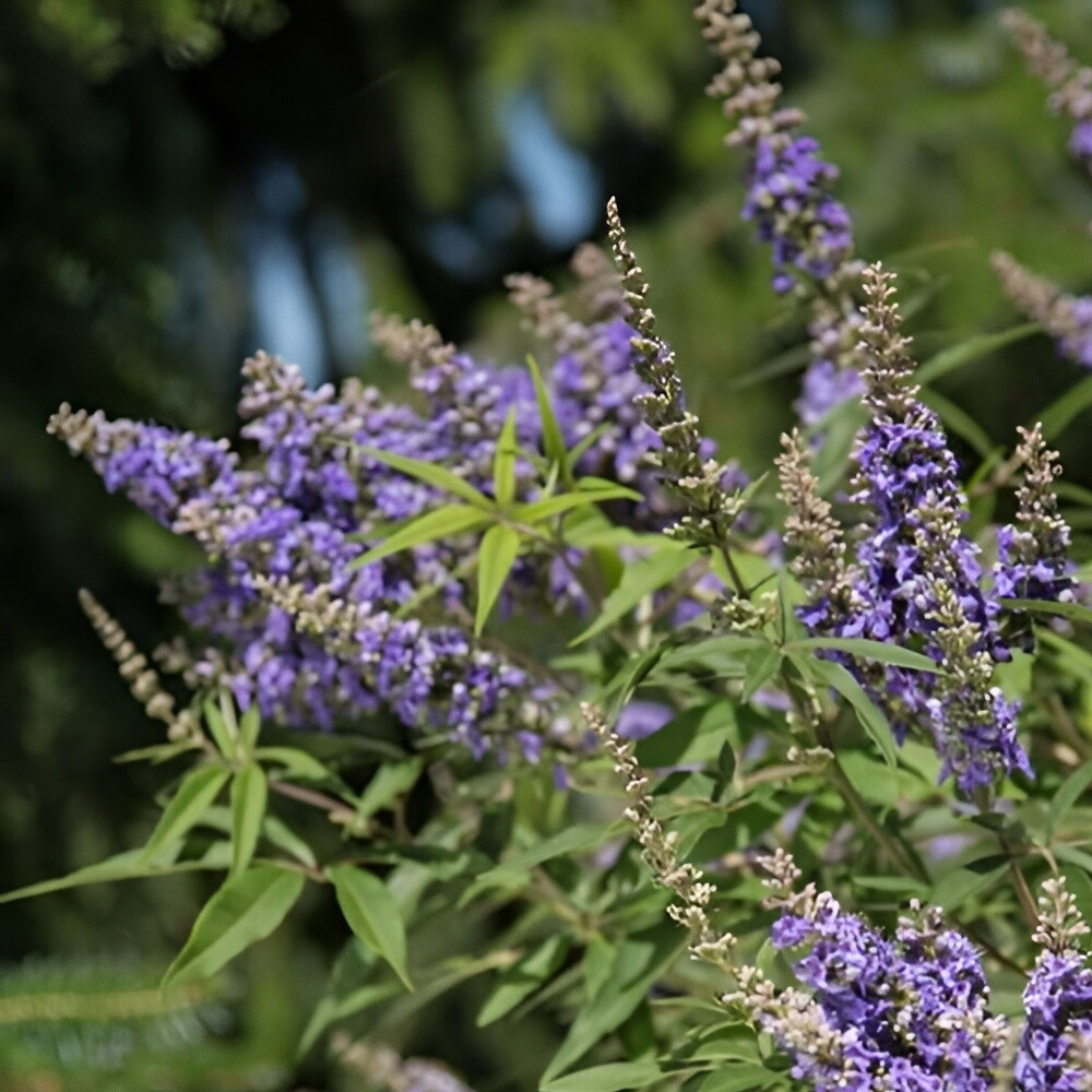 Vitex Delta Blues