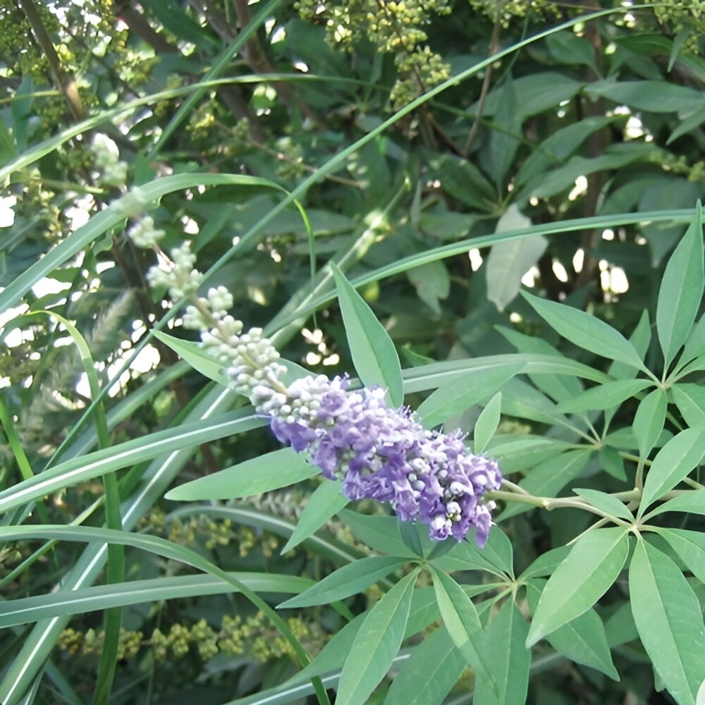 Vitex Shoal Creek
