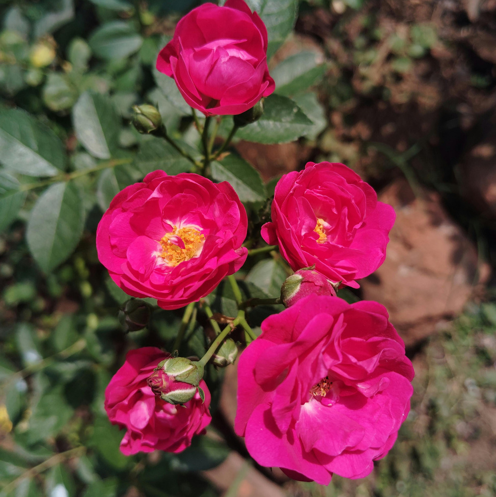 Weeks Tree Children's Hope