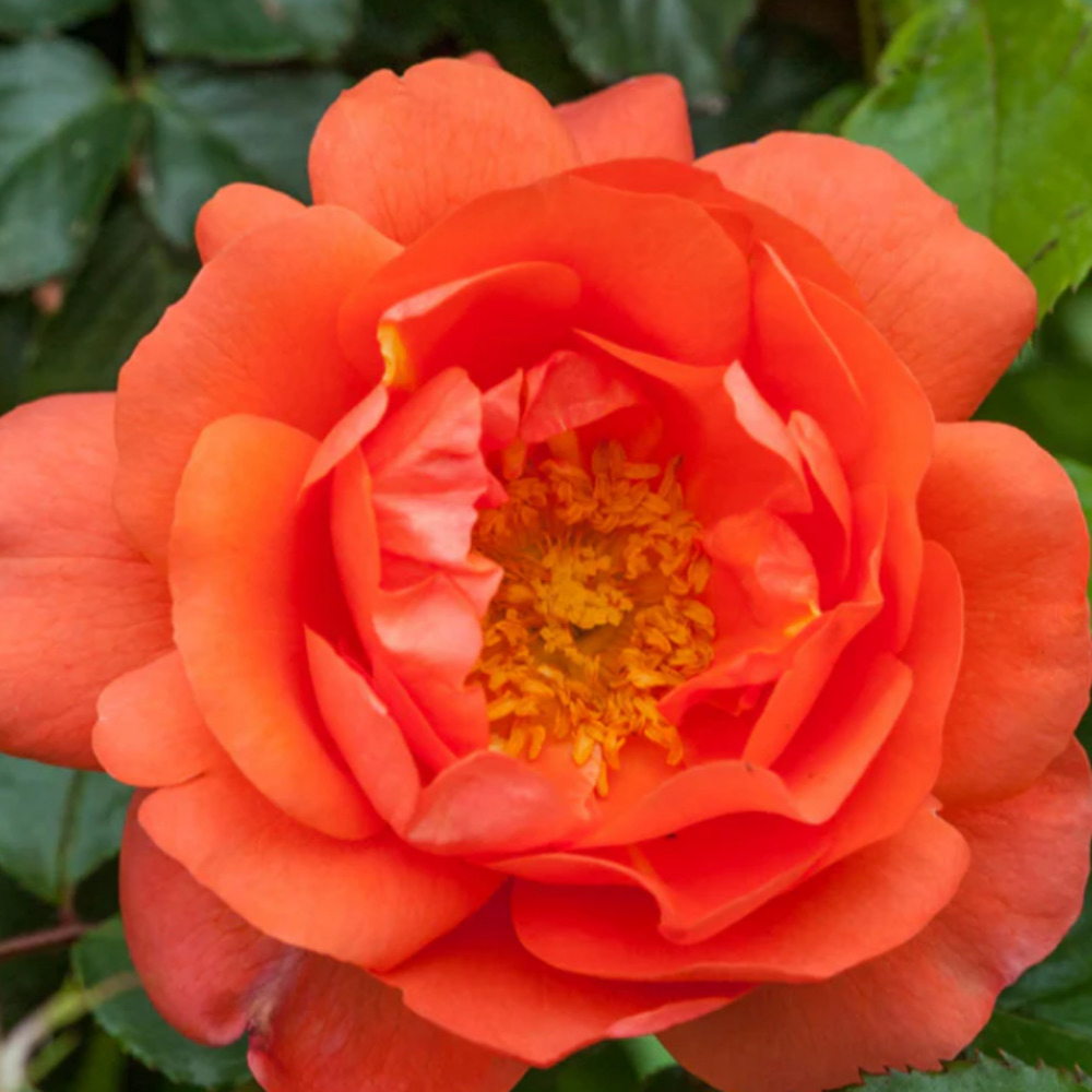 Weeks Climb Above All