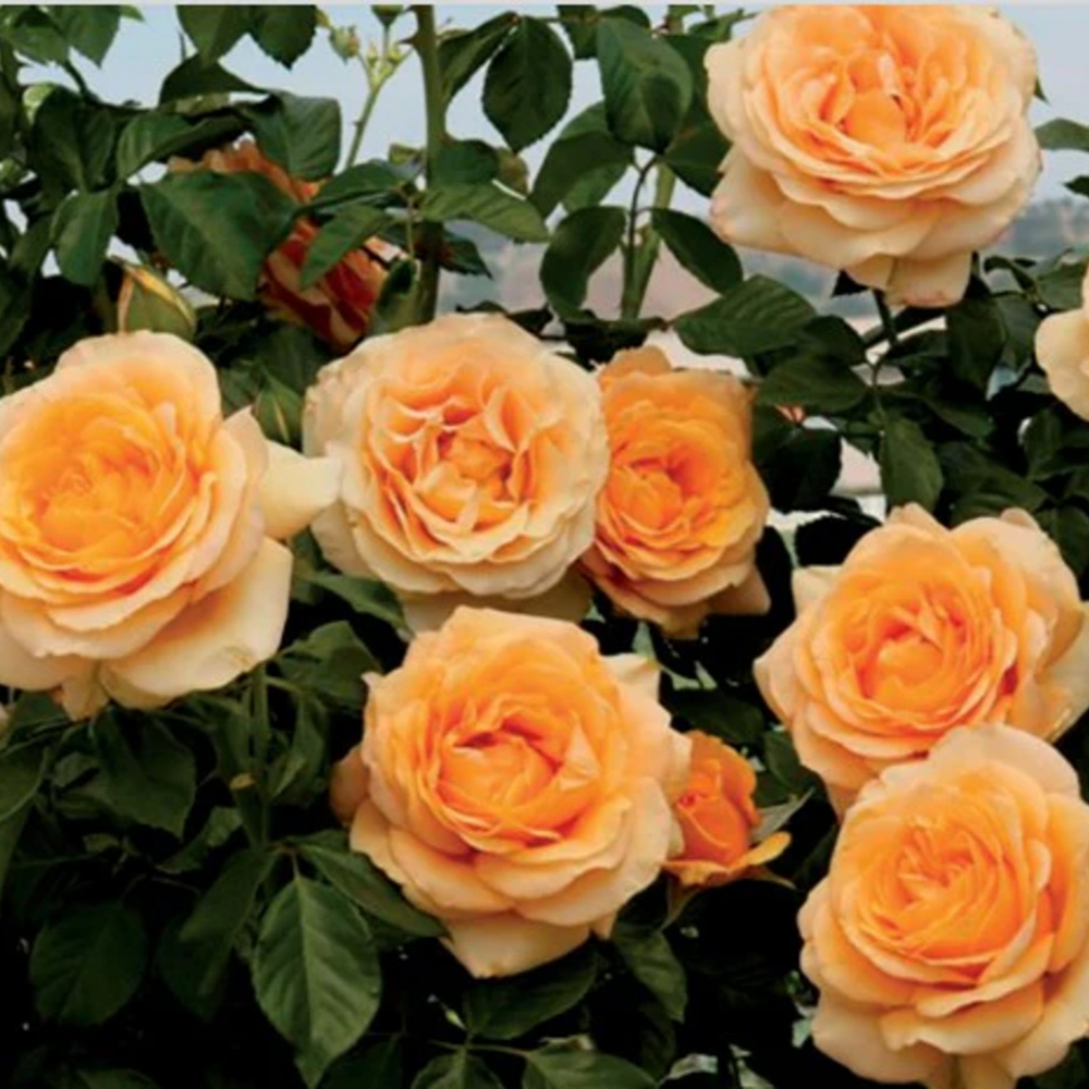 Weeks Climb Golden Opportunity