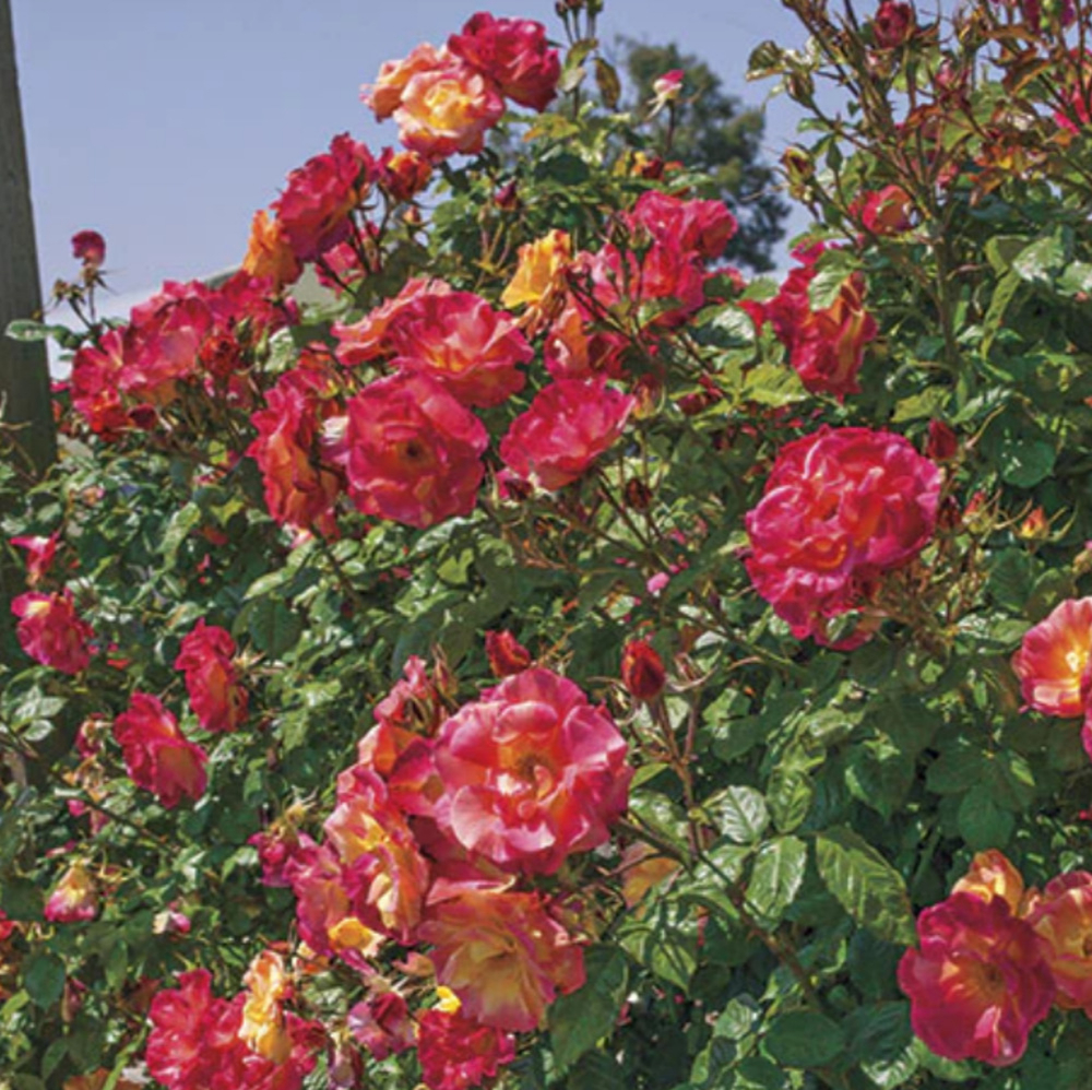 Weeks Climb Joseph's Coat