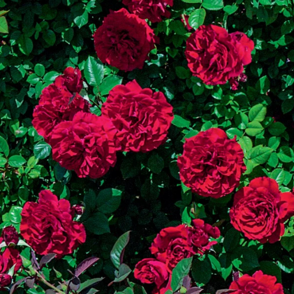 Weeks Climb Lady in Red