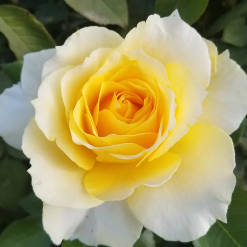 Weeks Quest for Zest