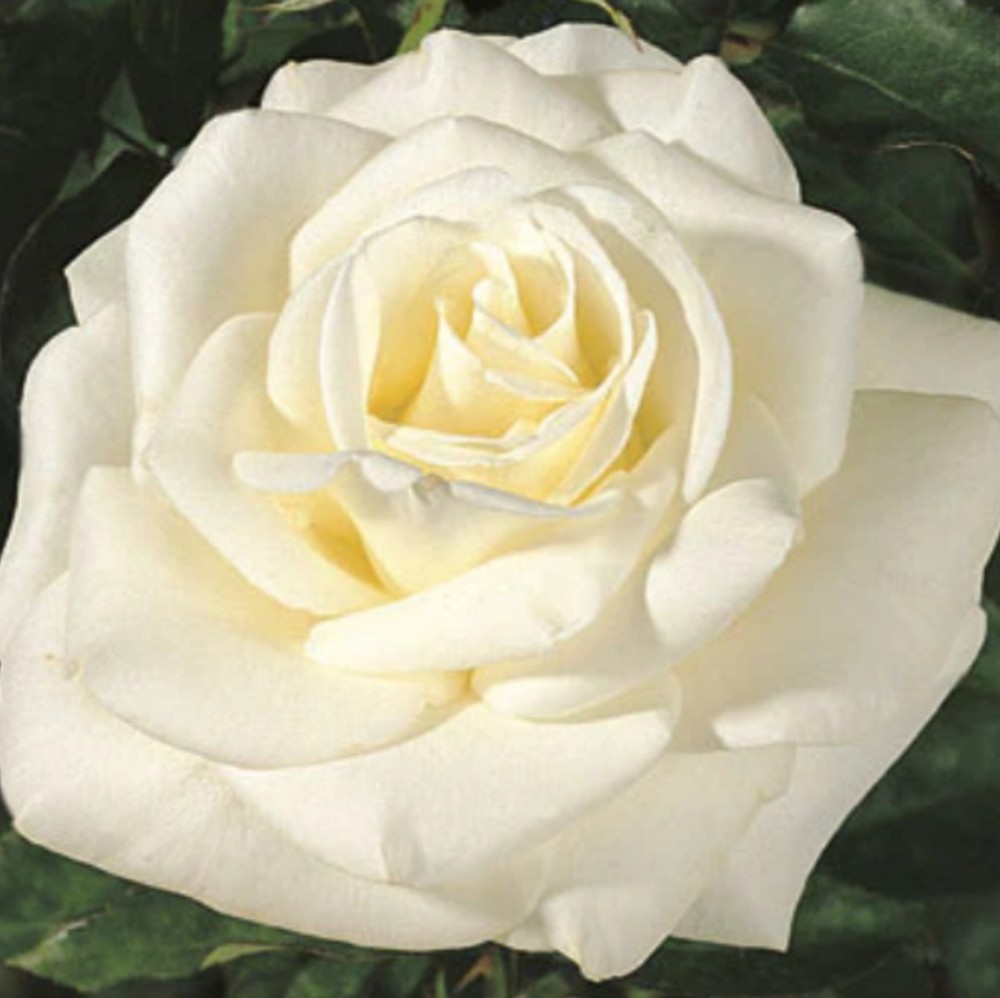 Weeks Tea John F Kennedy