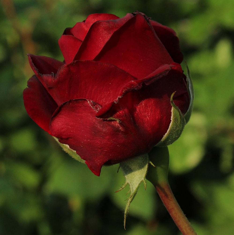 Weeks Tea Ingrid Bergman