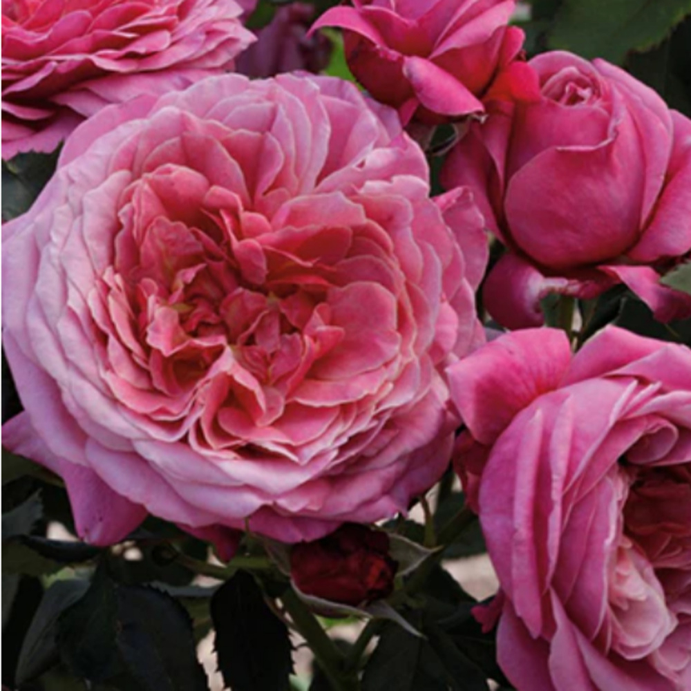 Weeks Flori Queen of Elegance