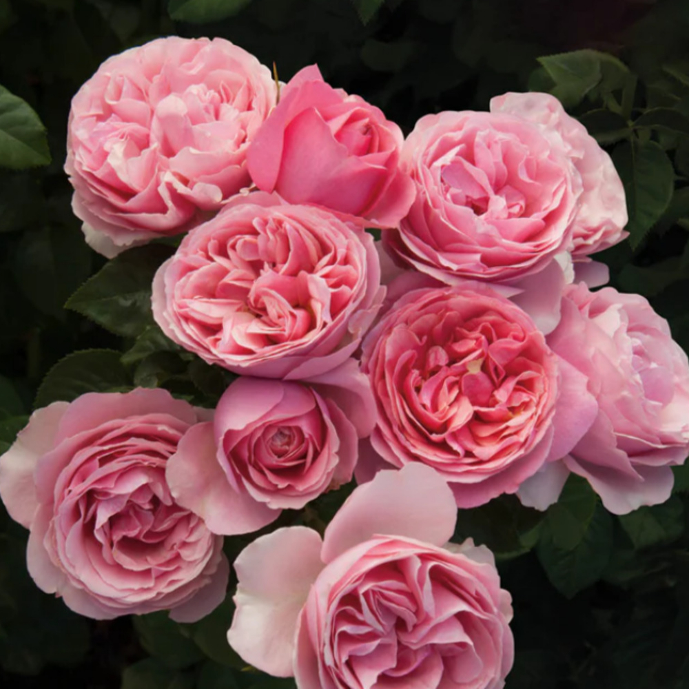 Weeks Grand All Dressed Up